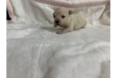 成約済の岐阜県のミックス犬-266487の13枚目