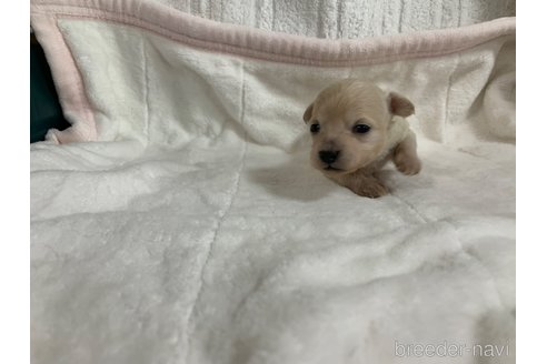 成約済の岐阜県のミックス犬-266487の12枚目
