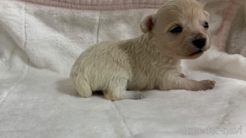 成約済の岐阜県のミックス犬-266487の10枚目