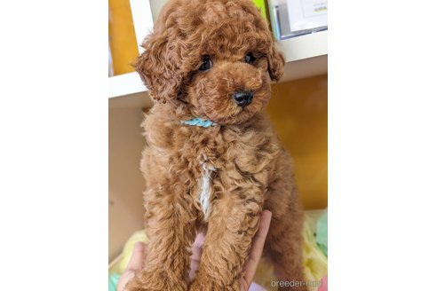 成約済の福岡県のトイプードル-268734の2枚目
