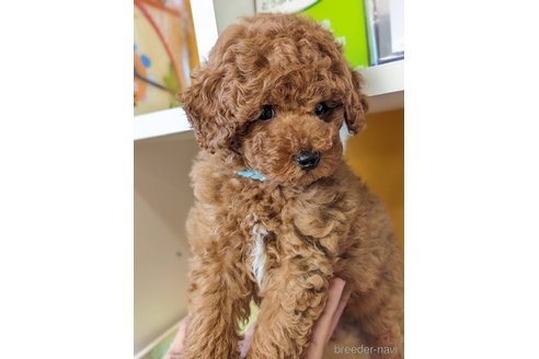 成約済の福岡県のトイプードル-268734の3枚目