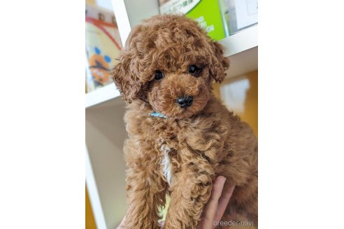 成約済の福岡県のトイプードル-268734の1枚目