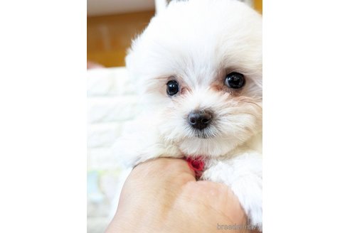 成約済の福岡県のマルチーズ-268736の2枚目