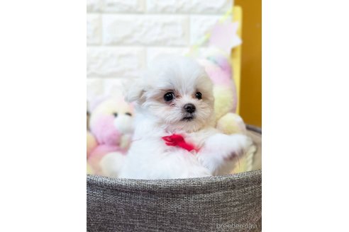 成約済の福岡県のマルチーズ-268736の3枚目