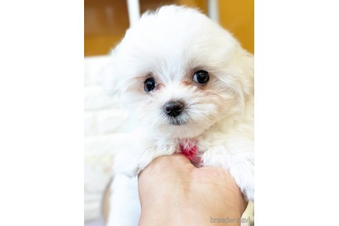 成約済の福岡県のマルチーズ-268736の1枚目