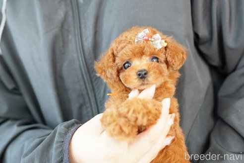 成約済の埼玉県のトイプードル-268738の5枚目