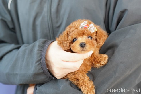 成約済の埼玉県のトイプードル-268738の4枚目