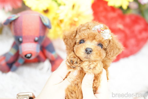 成約済の埼玉県のトイプードル-268738の3枚目