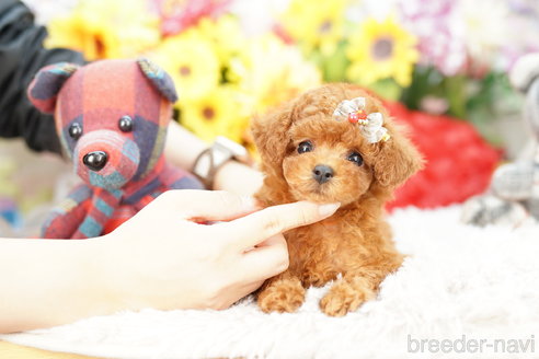 成約済の埼玉県のトイプードル-268738の2枚目