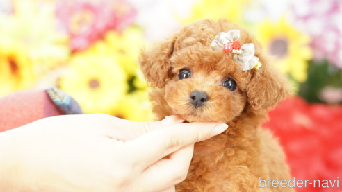 成約済の埼玉県のトイプードル-268738の1枚目