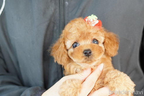 成約済の埼玉県のトイプードル-268745の3枚目