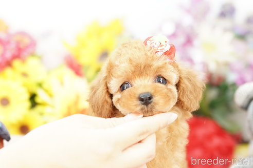 成約済の埼玉県のトイプードル-268745の2枚目