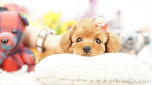 成約済の埼玉県のトイプードル-268745の1枚目