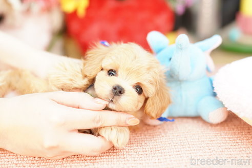 成約済の埼玉県のマルプー:マルチーズ×トイプードル-268751の2枚目