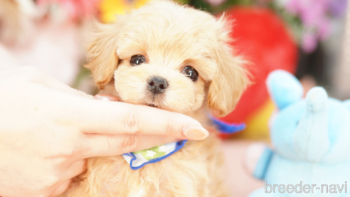 成約済の埼玉県のマルプー:マルチーズ×トイプードル-268751の1枚目