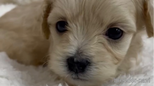 成約済の福岡県のマルプー:マルチーズ×トイプードル-268757の1枚目