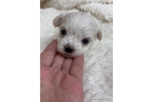 成約済の福岡県のマルプー:マルチーズ×トイプードル-268759の2枚目