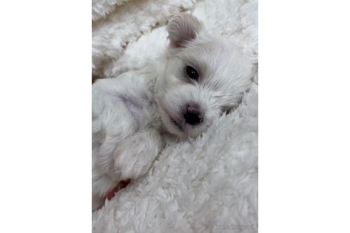 成約済の福岡県のマルプー:マルチーズ×トイプードル-268759の3枚目