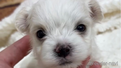 成約済の福岡県のマルプー:マルチーズ×トイプードル-268759