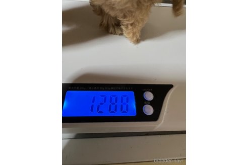 成約済の岡山県のタイニープードル-261492の21枚目