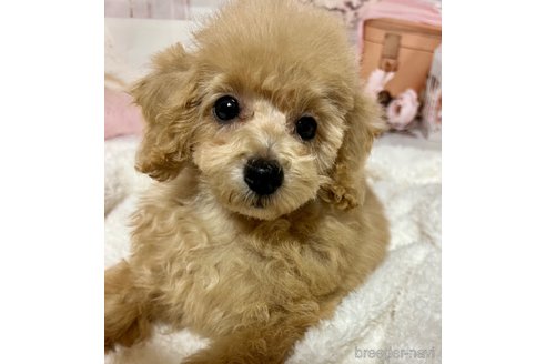 成約済の岡山県のタイニープードル-261492の20枚目