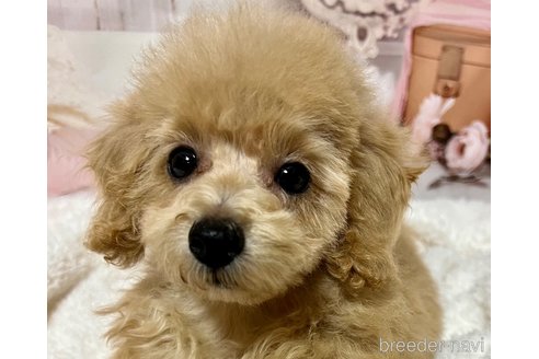 成約済の岡山県のタイニープードル-261492の19枚目