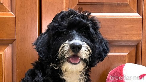 成約済の茨城県のミックス犬-254846