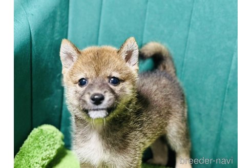 成約済の茨城県の豆柴-268808の2枚目