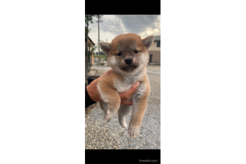 成約済の滋賀県の柴犬-268842の4枚目
