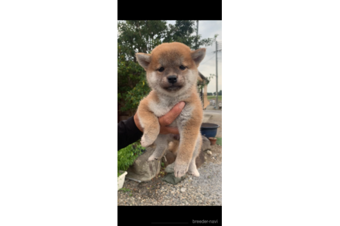 成約済の滋賀県の柴犬-268842の5枚目
