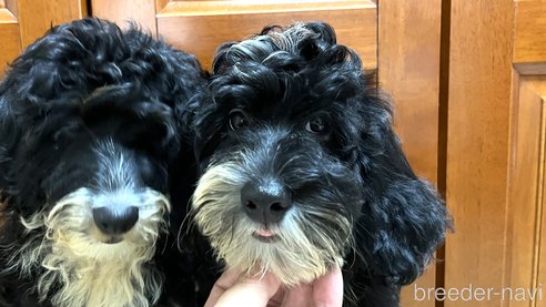 成約済の茨城県のミックス犬-254851