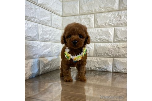 成約済の茨城県のトイプードル-268867の4枚目