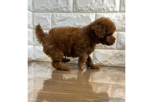 成約済の茨城県のトイプードル-268867の5枚目