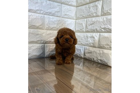 成約済の茨城県のトイプードル-268867の3枚目