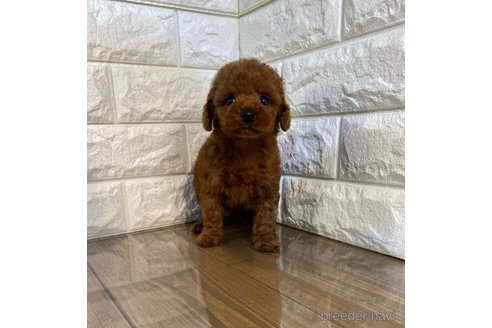 成約済の茨城県のトイプードル-268867の2枚目