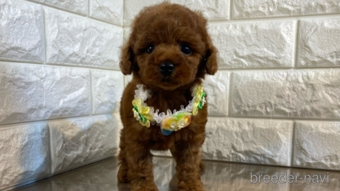 成約済の茨城県のトイプードル-268867