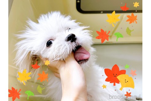 成約済の東京都のミックス犬-251970の8枚目