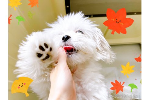 成約済の東京都のミックス犬-251970の9枚目