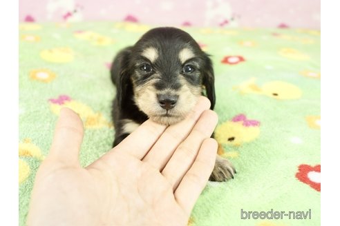 成約済の兵庫県のカニンヘンダックスフンド(ロングヘアード)-268915の2枚目