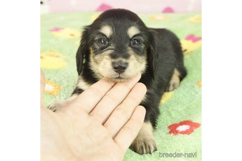 成約済の兵庫県のカニンヘンダックスフンド(ロングヘアード)-268915の3枚目