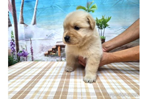 成約済の千葉県のゴールデンレトリーバー-268928の4枚目