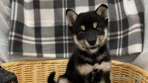 成約済の北海道の柴犬-264754の1枚目