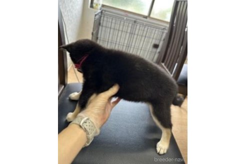 成約済の千葉県の豆柴-261313の13枚目