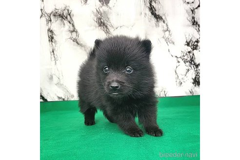 成約済の茨城県のスキッパーキ-268991の57枚目