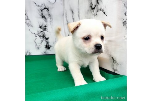 成約済の茨城県のミックス犬-265217の58枚目