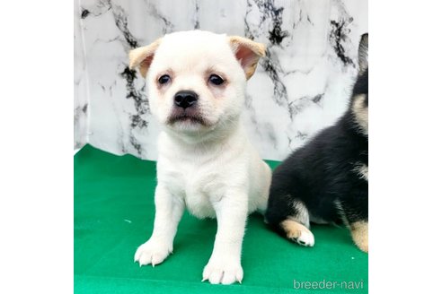 成約済の茨城県のミックス犬-265217の56枚目