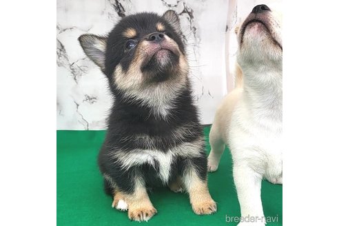 成約済の茨城県のミックス犬-265216の2枚目