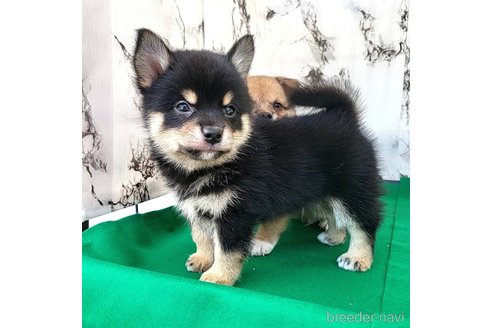 成約済の茨城県のミックス犬-265216の3枚目