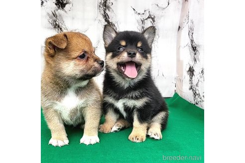 成約済の茨城県のミックス犬-265216の4枚目