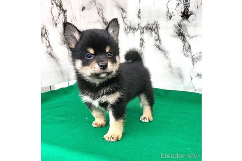 成約済の茨城県のミックス犬-265216